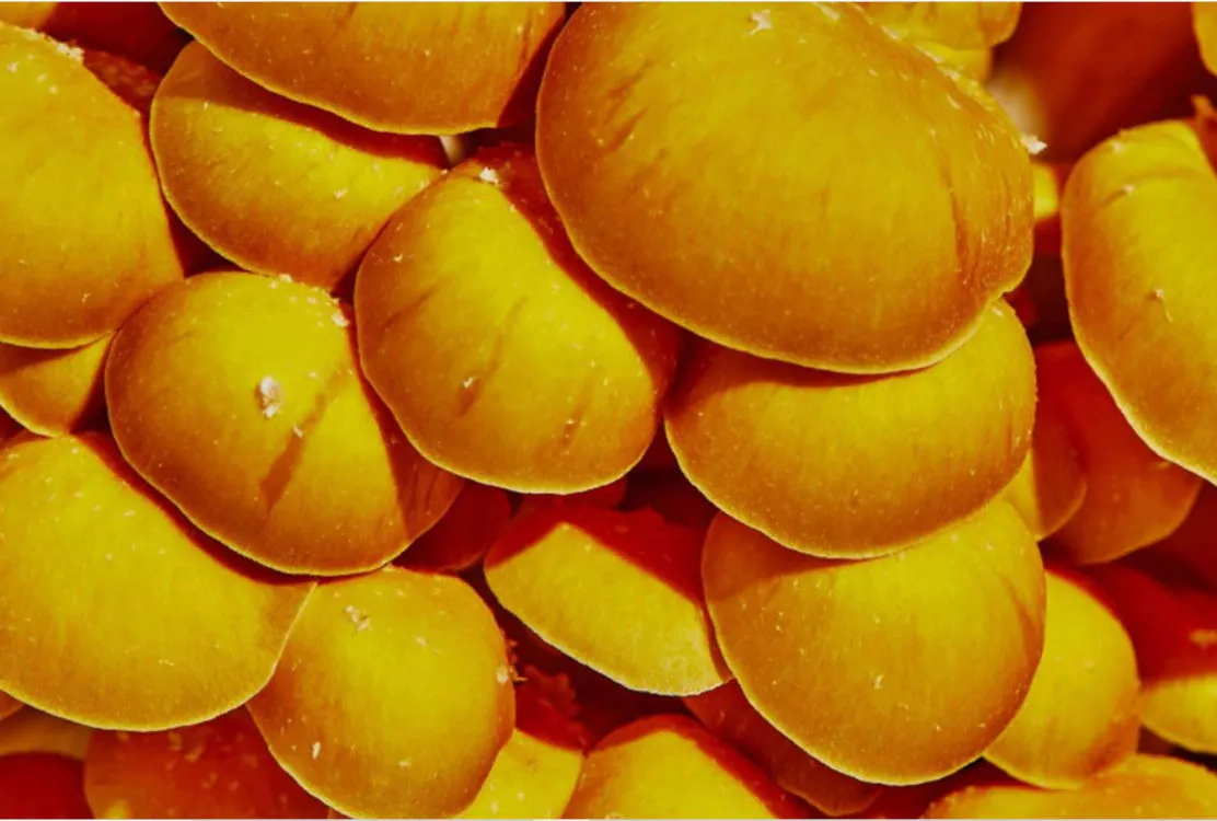 Mushrooms in the Middle: A Smallhold Cookbook